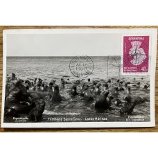 SANTA CRUZ LOBOS MARINOS ANTIGUA TARJETA POSTAL